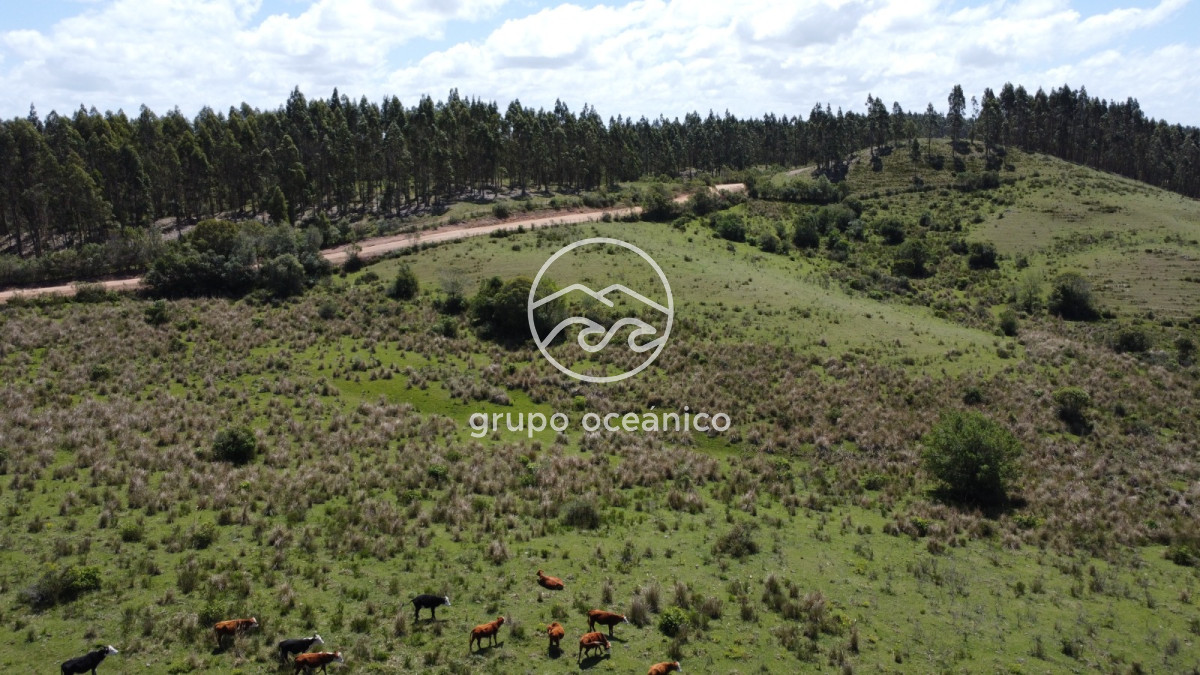 Campo Ref.15 - Campo 32 hectareas en septima seccion de Garzon 