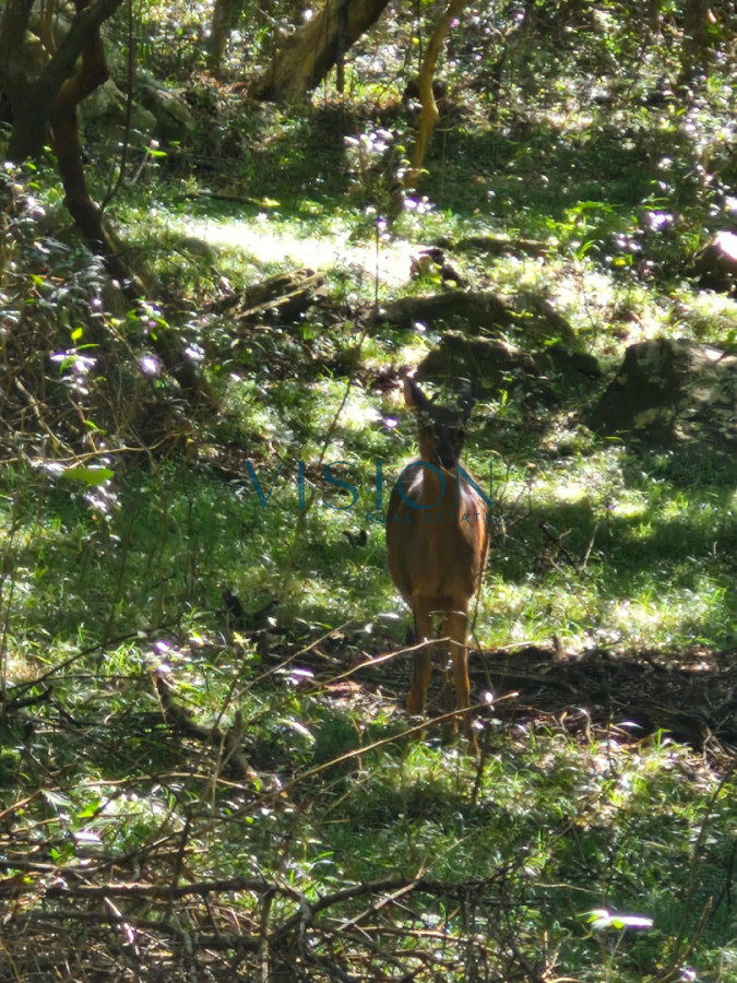 Chacra ID.58 - Chacras de Anima - FINANCIACION BANCARIA -3 hectareas en Sierra de las Animas con vista al mar