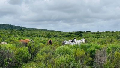 Chacras de Anima - FINANCIACION BANCARIA -3 hectareas en Sierra de las Animas con vista al mar