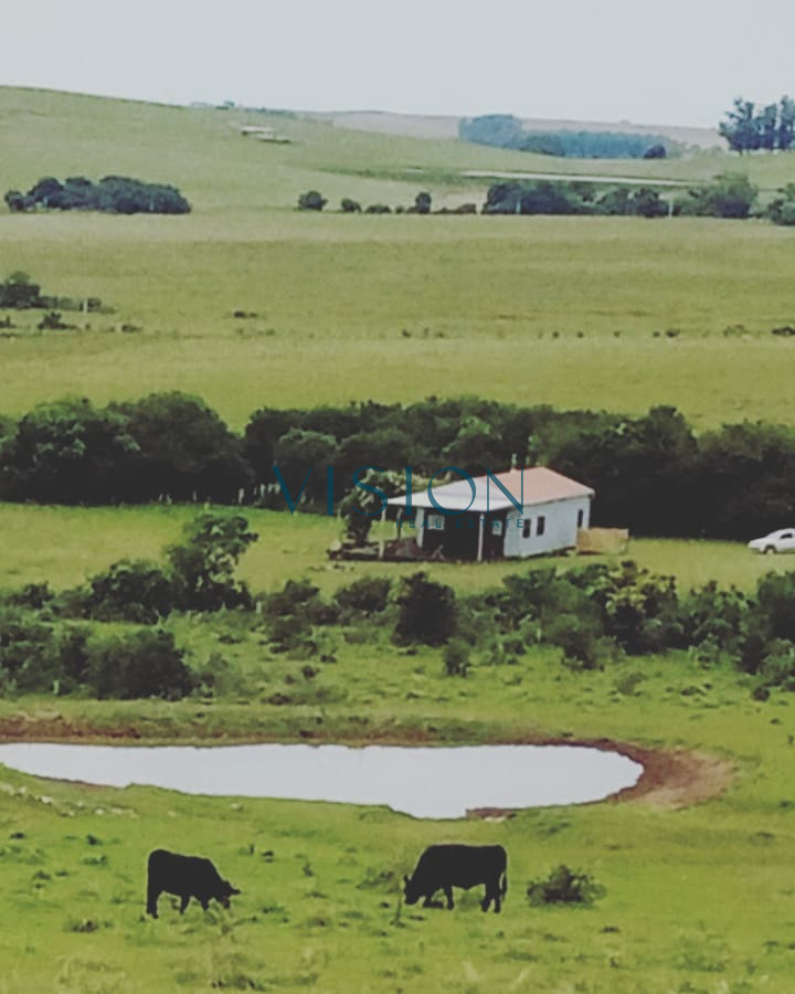 Campo Ref.43 - Del Arbolito