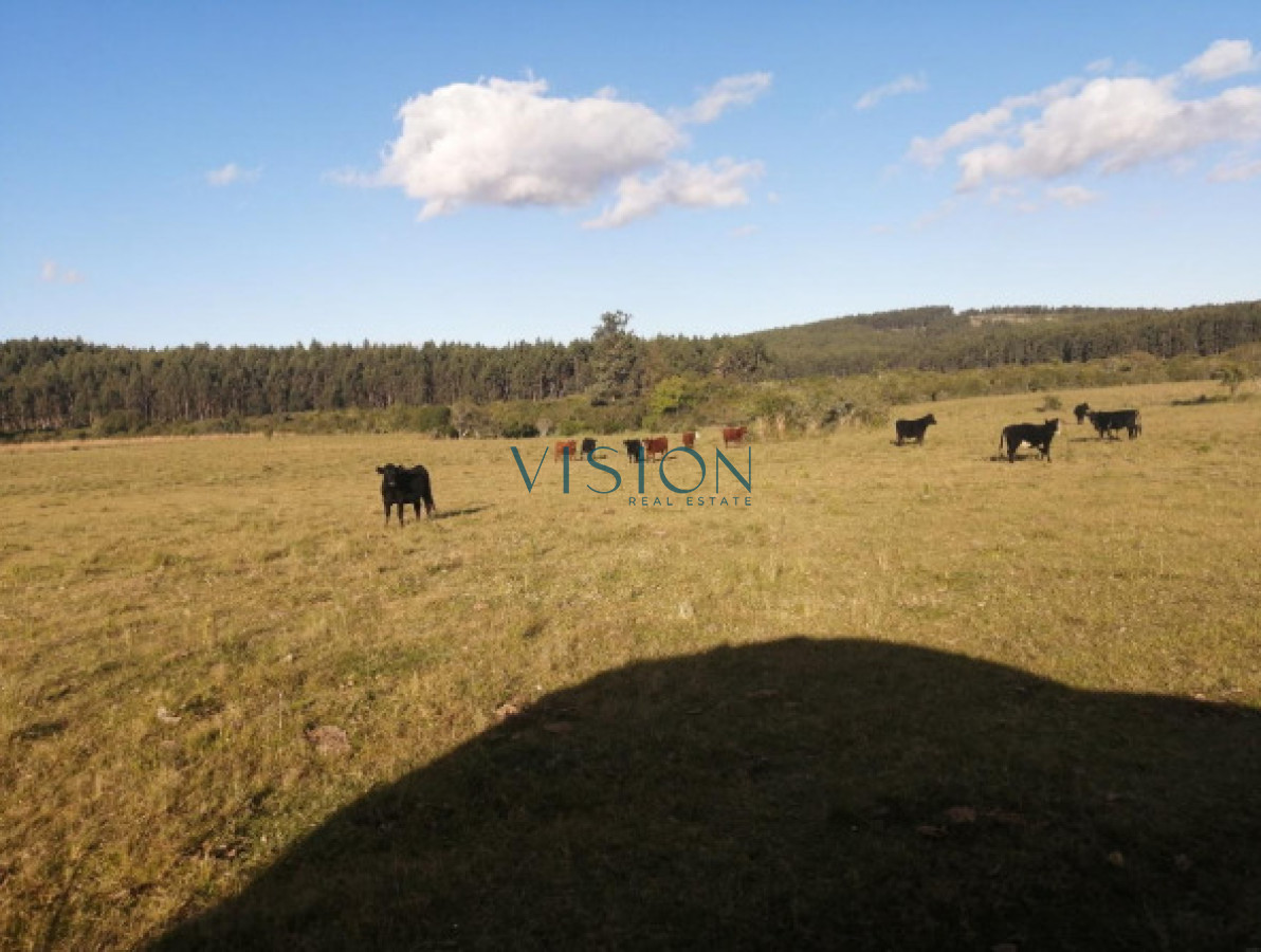 Campo Ref.39 - Oportunidad Sierras de Rocha