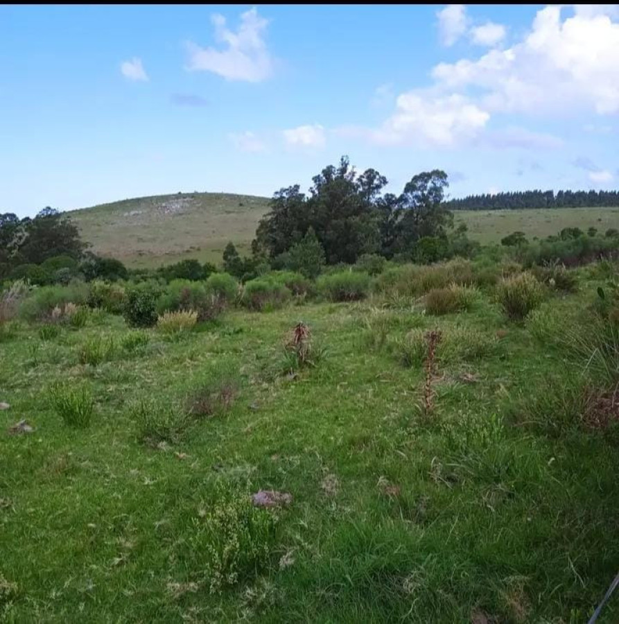 Campo 32 hectareas en septima seccion de Garzon 