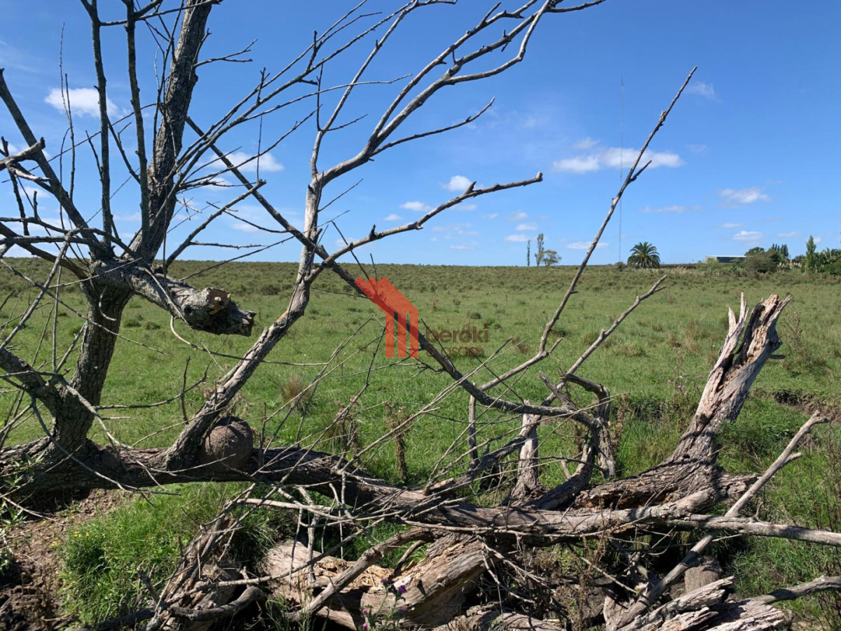 Chacra ID.192 - Venta de chacra productiva Excelente índice CONEAT 193 en Rutas 32 y 68