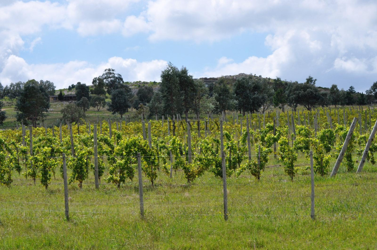 Chacra ID.8 - Chacra ubicada en Punta Ballena, Ruta 12, con excelente vista a la Laguna del Sauce