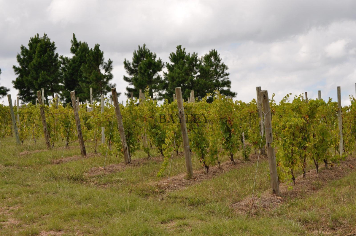 Chacra ID.8 - Chacra ubicada en Punta Ballena, Ruta 12, con excelente vista a la Laguna del Sauce