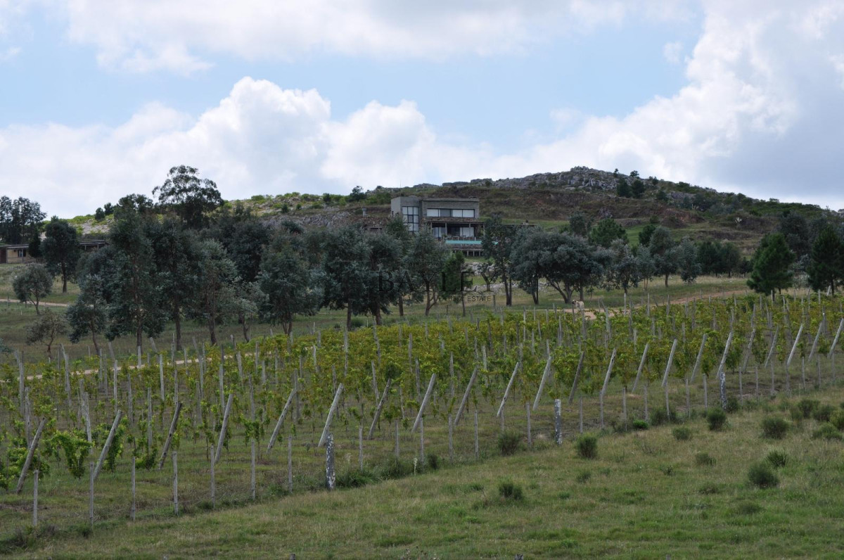 Chacra ID.8 - Chacra ubicada en Punta Ballena, Ruta 12, con excelente vista a la Laguna del Sauce