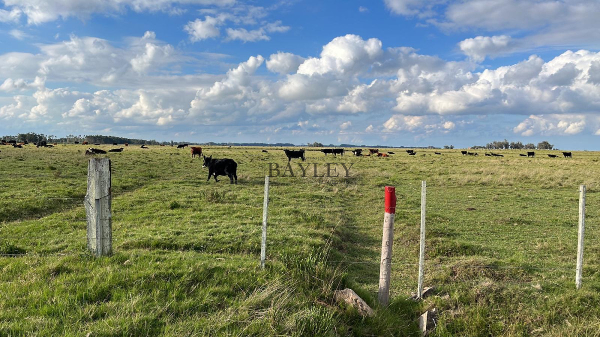 Campo Ref.7 - Campo Haras el Palenque