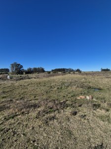 Campo en San Carlos, 