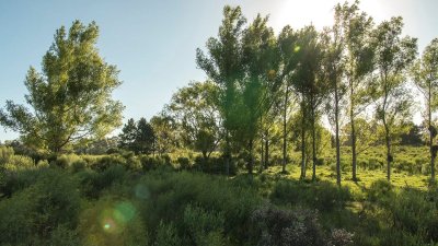 venta de chacra zona la pataia - pmi211522h