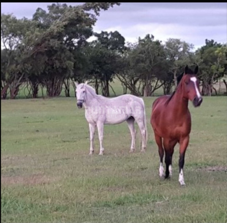 Chacra ID.213256 - IMPORTANTE CHACRA DE 35 HECTAREAS EN ARTILLEROS, COLONIA