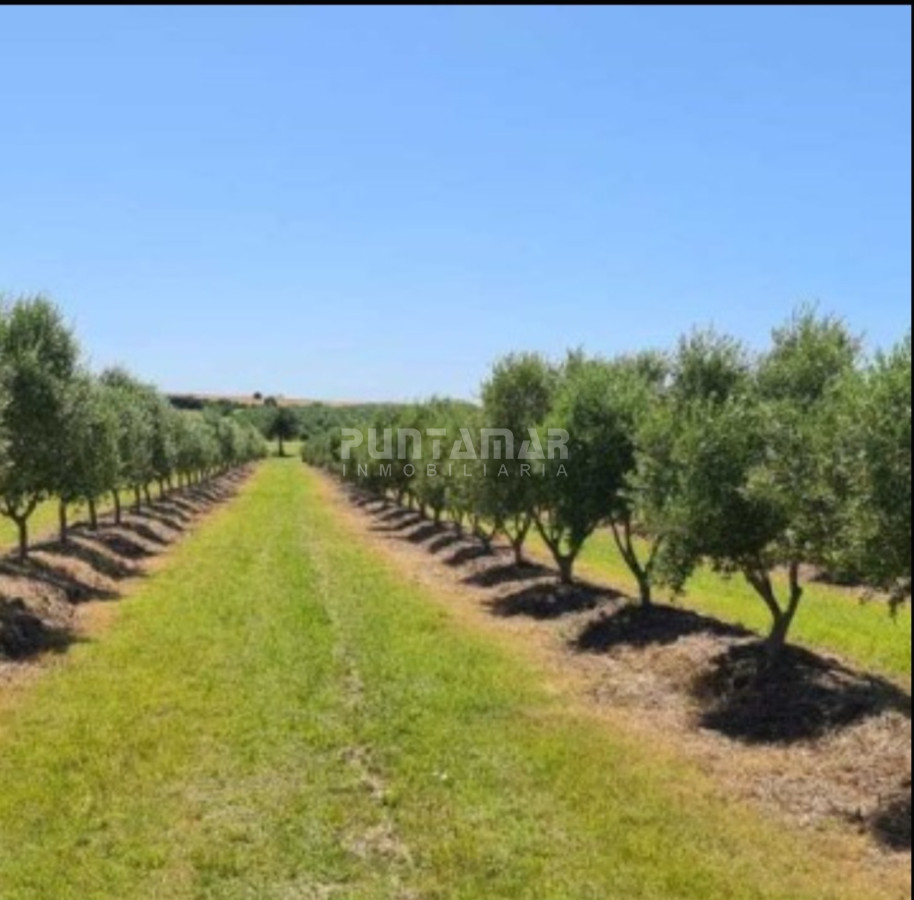 Chacra ID.213256 - IMPORTANTE CHACRA DE 35 HECTAREAS EN ARTILLEROS, COLONIA