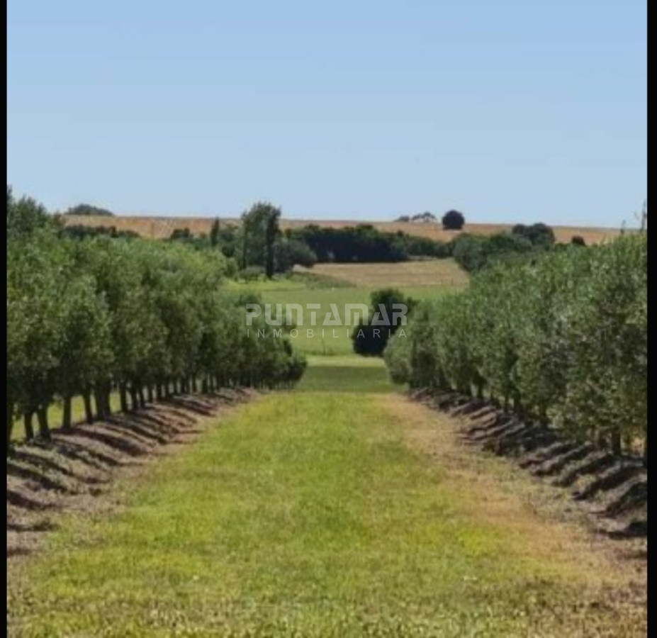 Chacra ID.213256 - IMPORTANTE CHACRA DE 35 HECTAREAS EN ARTILLEROS, COLONIA