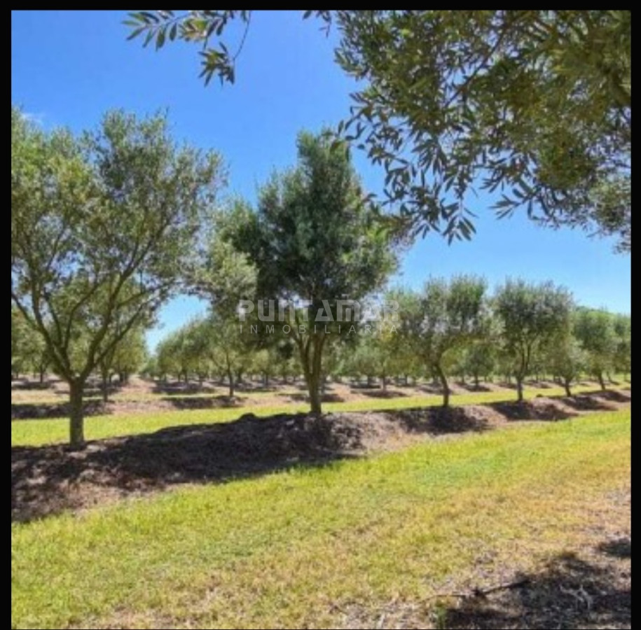 Chacra ID.213256 - IMPORTANTE CHACRA DE 35 HECTAREAS EN ARTILLEROS, COLONIA