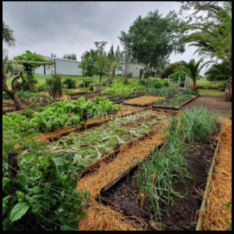 Chacra ID.213256 - IMPORTANTE CHACRA DE 35 HECTAREAS EN ARTILLEROS, COLONIA