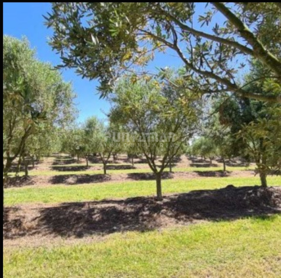 Chacra ID.213256 - IMPORTANTE CHACRA DE 35 HECTAREAS EN ARTILLEROS, COLONIA