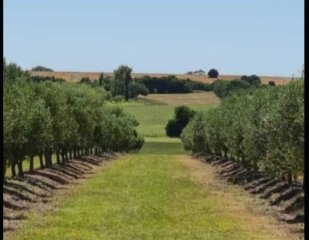 IMPORTANTE CHACRA DE 35 HECTAREAS EN ARTILLEROS, COLONIA