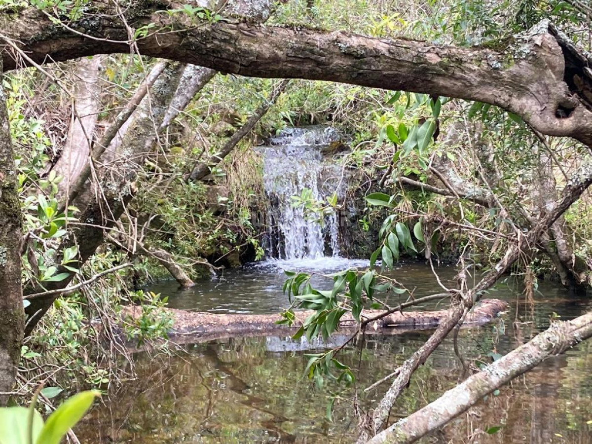 Campo Ref.212685 - VENTA DE CAMPO DE 12 HAS  CAMINO AIGUA 