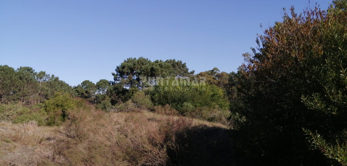 Terreno ID.212037 - Terreno alto y arbolado en la Barra