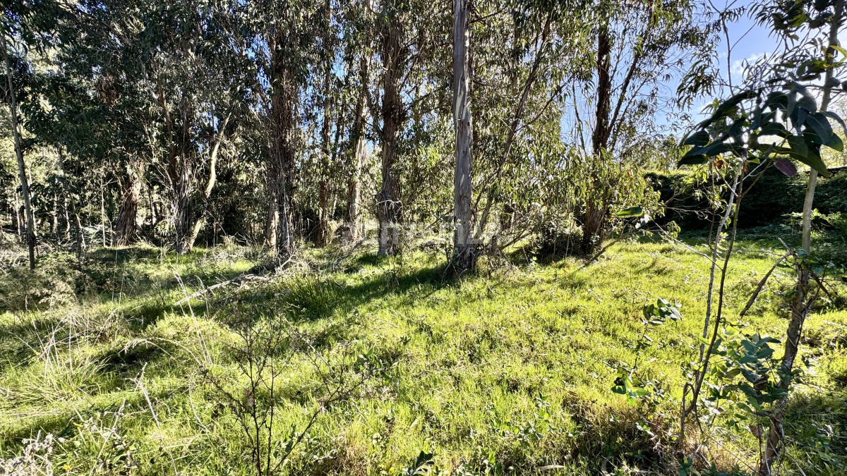 Terreno ID.213692 - OPORTUNIDAD TERRENO ARBOLADO Y ESQUINERO EN MIRAMAR ACRES 