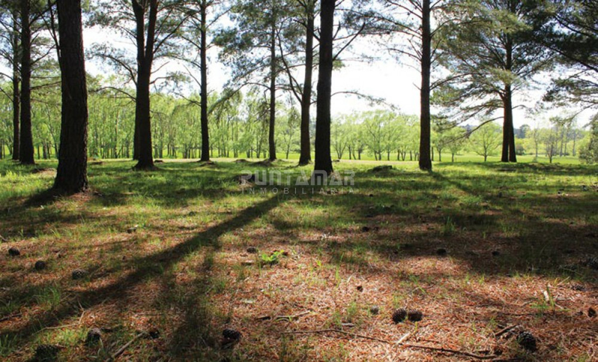 Terreno ID.211432 - Terreno en Punta Ballena, Punta Ballena