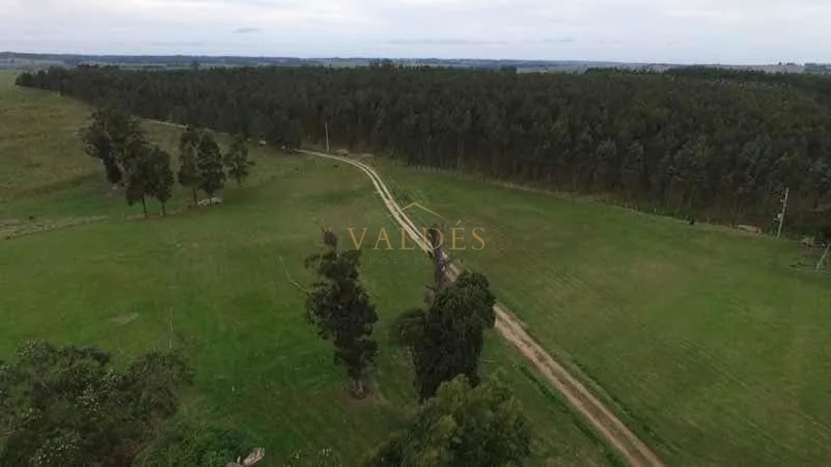Campo Ref.76 - Espectacular campo de 96 has. indice de productividad 63