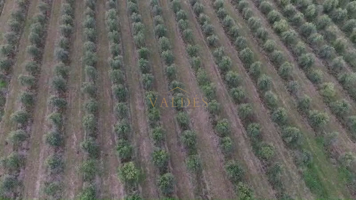 Campo Ref.76 - Espectacular campo de 96 has. indice de productividad 63