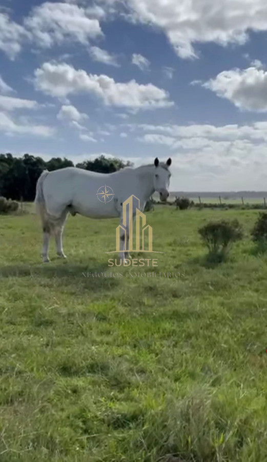 Chacra ID.56 - 🌿 Chacra en venta en Cuchilla Alta - Naturaleza, confort y renta asegurada 🌊