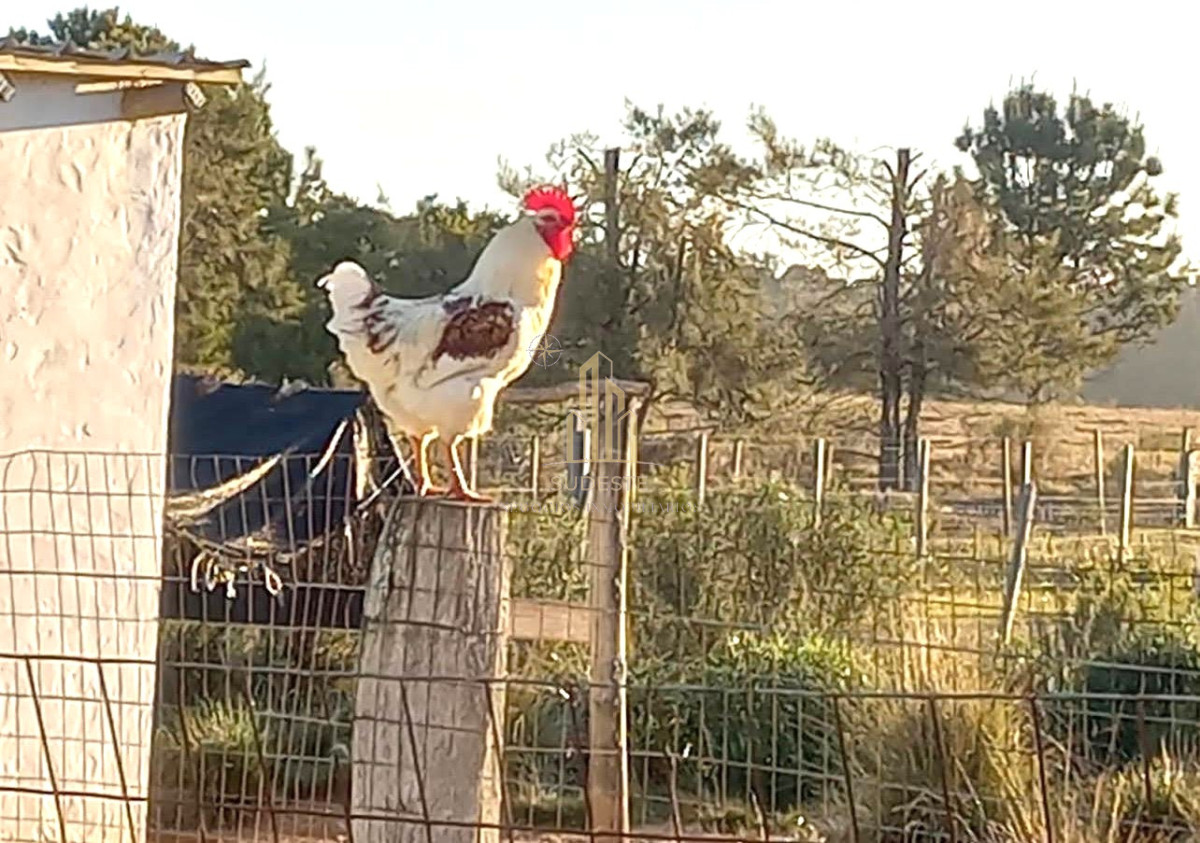 Chacra ID.56 - 🌿 Chacra en venta en Cuchilla Alta - Naturaleza, confort y renta asegurada 🌊