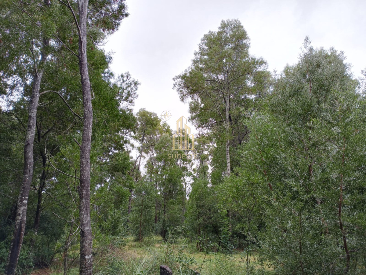 Chacra ID.137 - Venta de Chacra en Pan de Azúcar de 3,2 hectáreas con Cabaña y Casa 