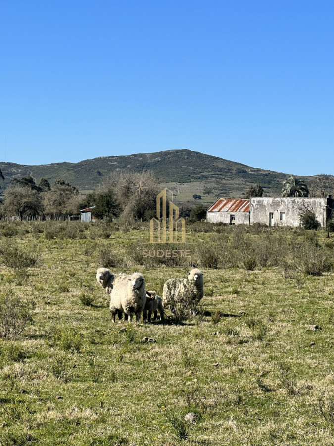 Chacra ID.3 - Chacra en Nueva Carrara 10 hectáreas 