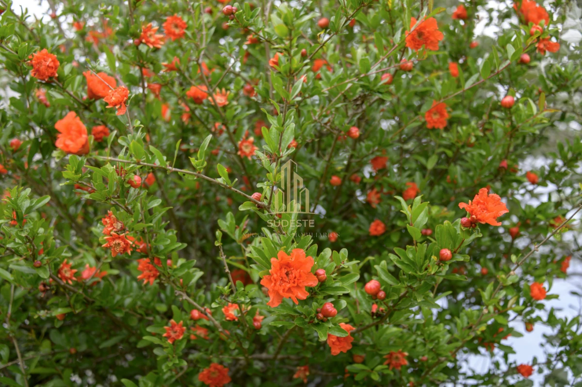 Chacra ID.37 - Chacra en venta con casa de Campo entre las sierras Abras de Perdomo 