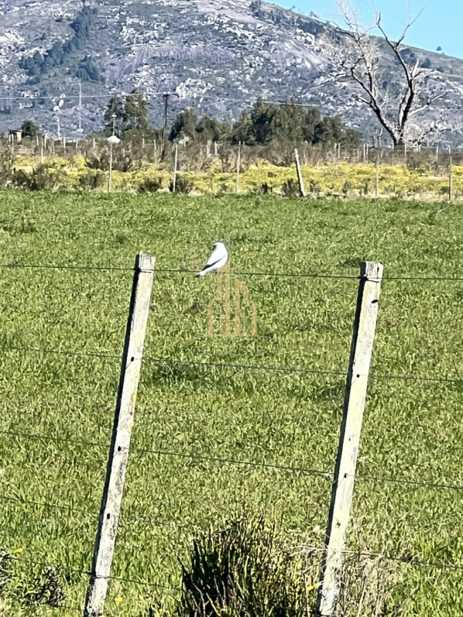Chacra ID.3 - Chacra en Nueva Carrara 10 hectáreas 