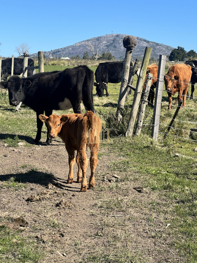 Chacra ID.3 - Chacra en Nueva Carrara 10 hectáreas 