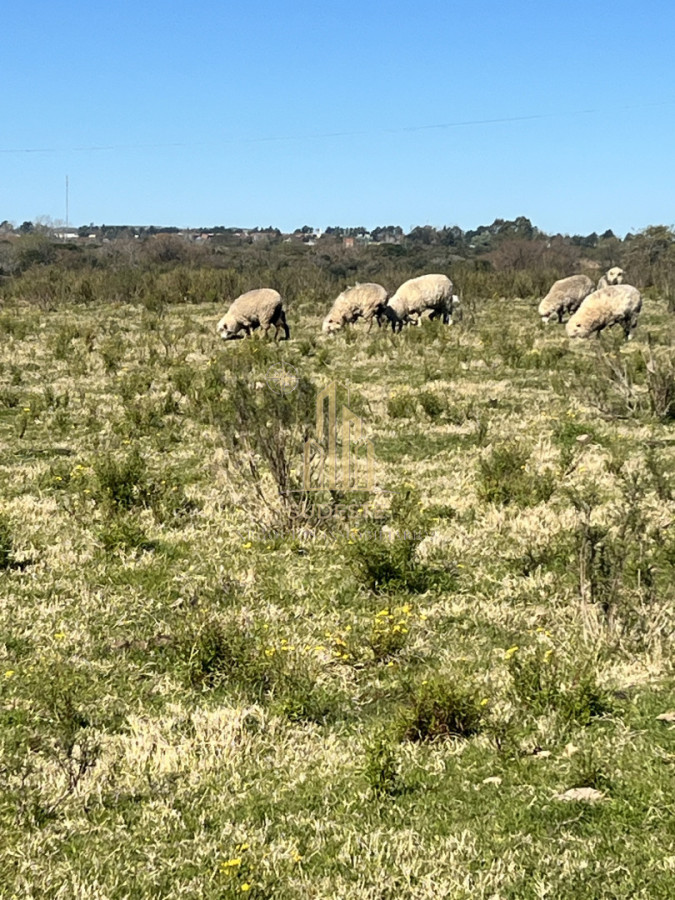 Chacra ID.3 - Chacra en Nueva Carrara 10 hectáreas 