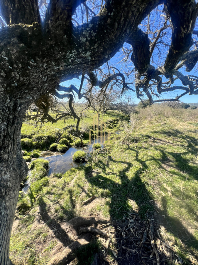 Chacra ID.3 - Chacra en Nueva Carrara 10 hectáreas 