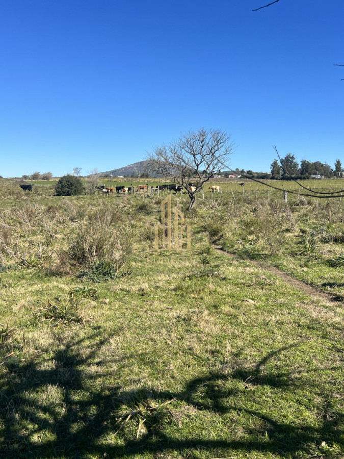 Chacra ID.3 - Chacra en Nueva Carrara 10 hectáreas 