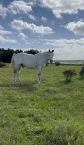 ? Chacra en venta en Cuchilla Alta - Naturaleza, confort y renta asegurada ?