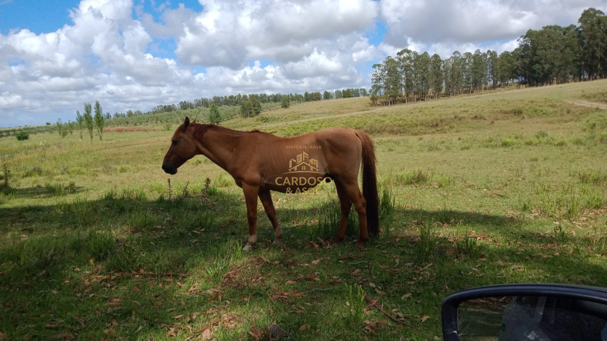 Chacra ID.84 - Chacra en venta a 5 kilómetros de ruta N° 9, Maldonado