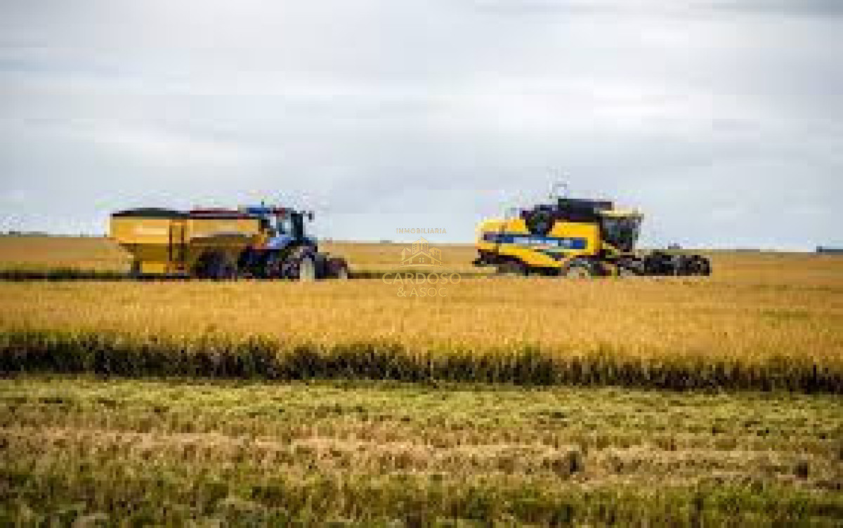 Campo Ref.130 - Campo agrícola 500 has