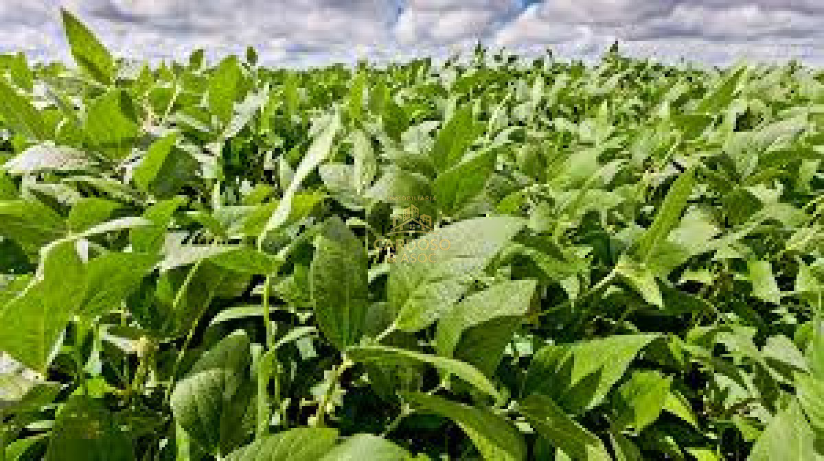 Campo Ref.138 - Campo agrícola ganadero 100 has - Maldonado
