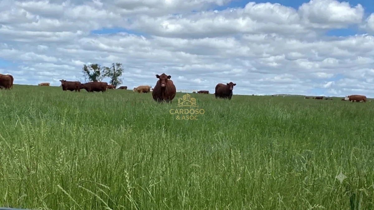 Campo Ref.148 - Campo agrícola ganadero 1000 hectáreas 