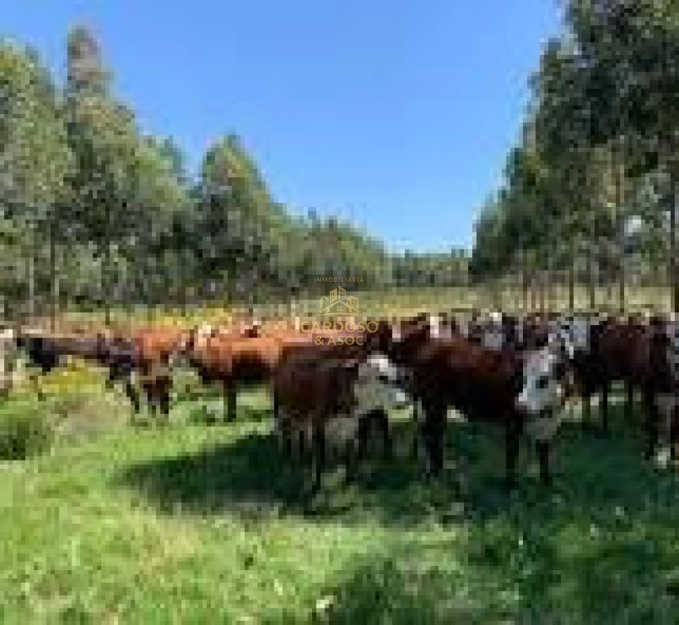 Campo Ref.136 - Campo Ganadero 420 Hectáreas - Treinta y Tres 