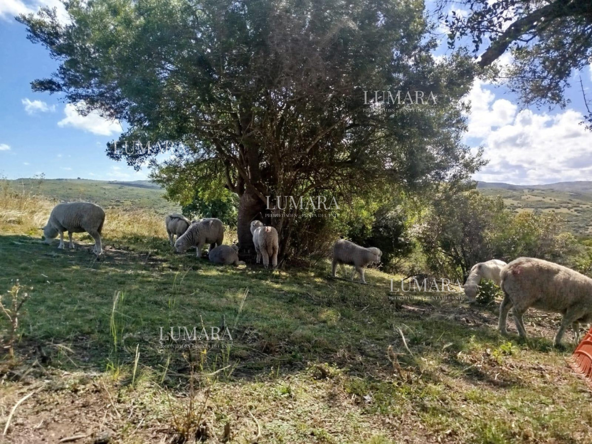 Chacra ID.3074 - VENTA Chacra 2 hectáreas  Camino Paso a la Cantera, San Carlos, Maldonado