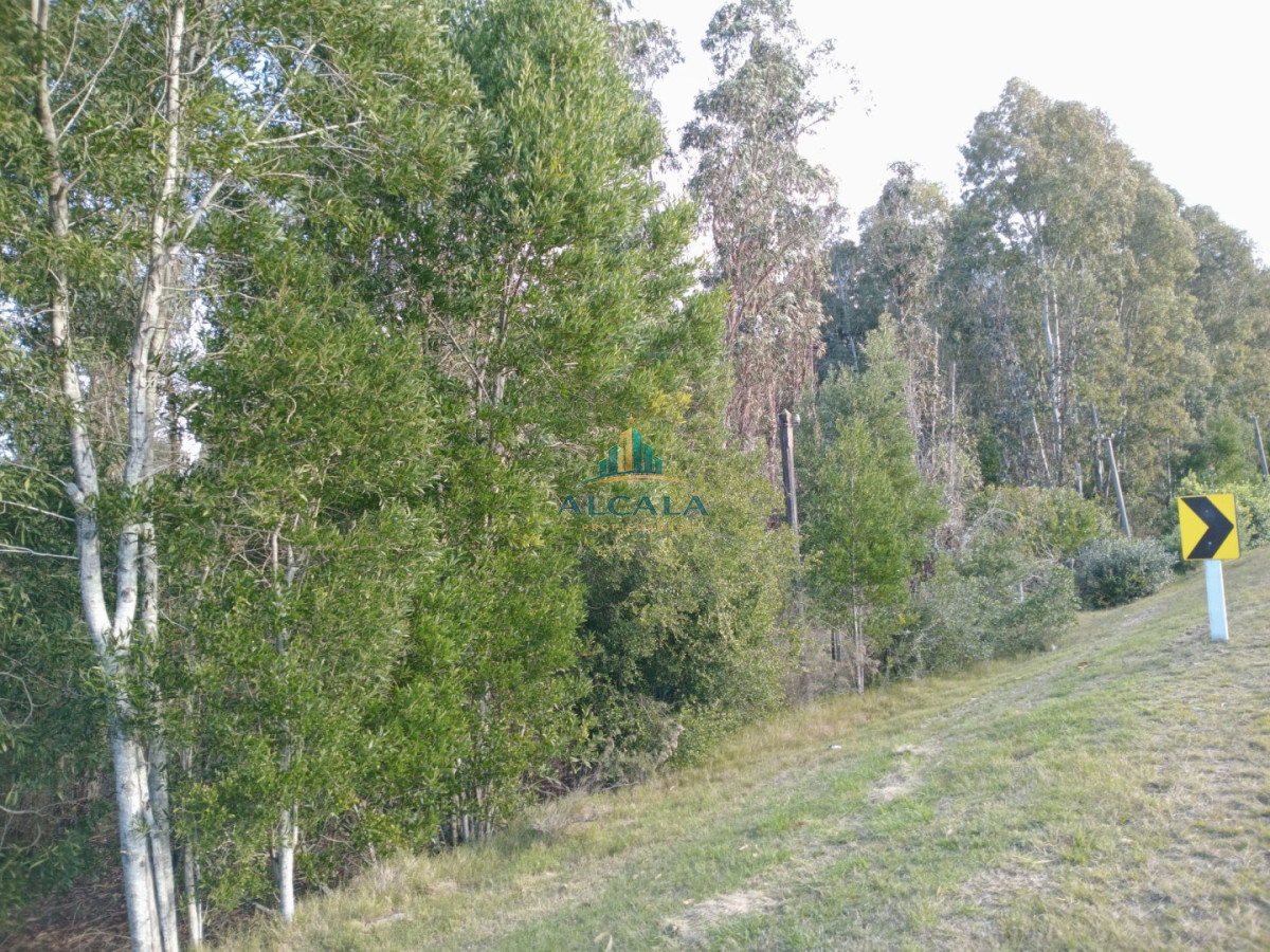 Chacra ID.5 - Chacra 12 ha sobre Ruta 13. A 5 min de Aiguá
