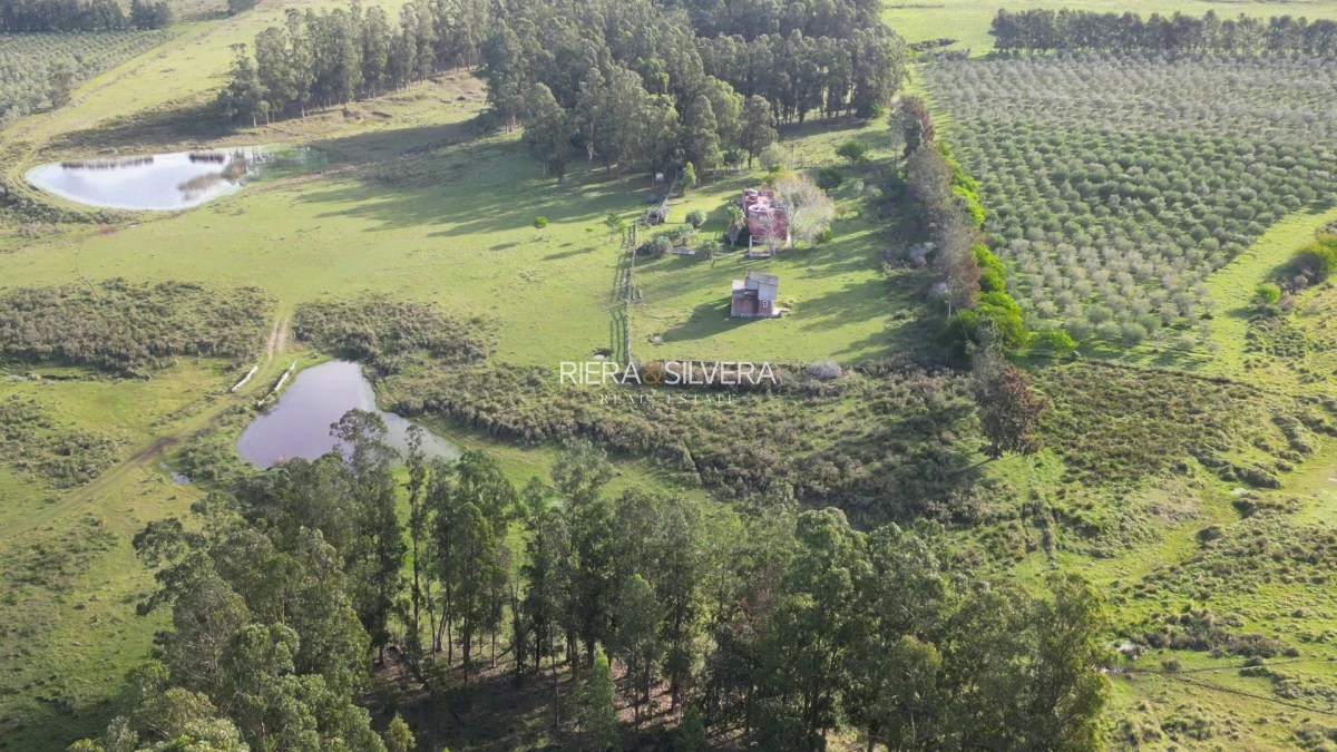 Campo Ref.46 - Campo en Zona de José Ignacio | 30 Has con mejoras 