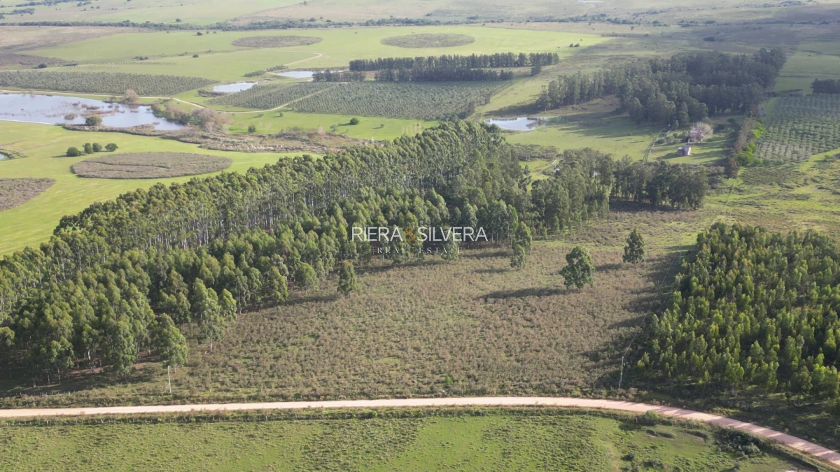 Campo Ref.46 - Campo en Zona de José Ignacio | 30 Has con mejoras 