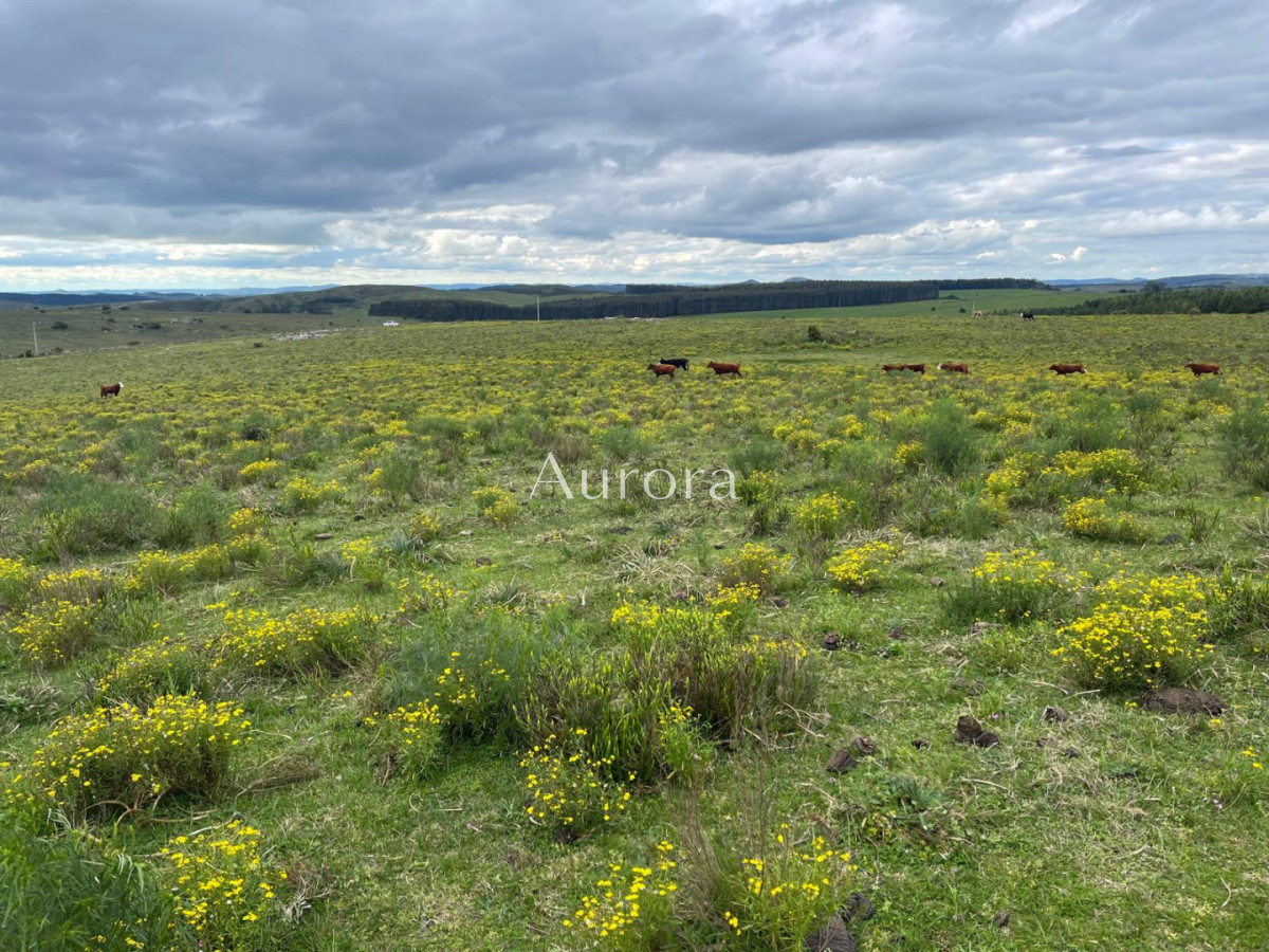 Campo Ref.353 - Campo en venta