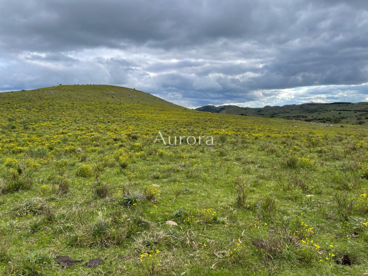 Campo Ref.353 - Campo en venta