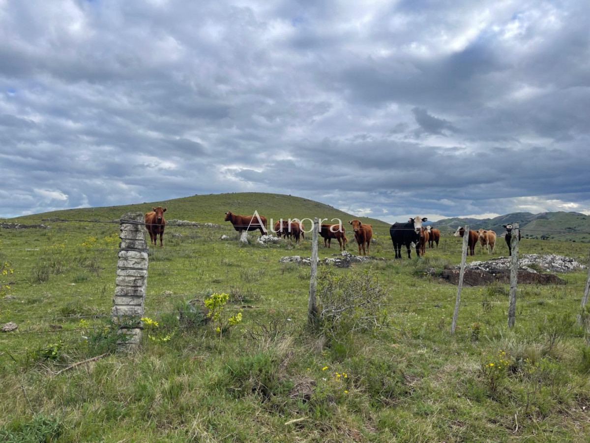 Campo Ref.353 - Campo en venta