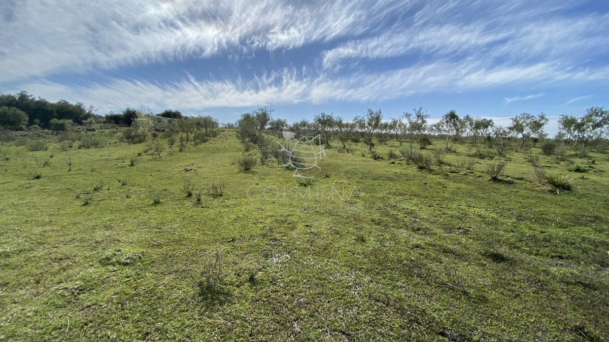 Las Cañas - GoPunta - Portal Inmobiliario de Punta del Este - Maldonado